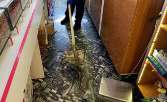 Osmancık’ta Yılan İşyerine Girdi