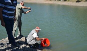 Aksu Göletine 16 Bin Alabalık