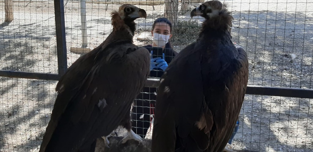 Yaralı Yaban Kuşları İlgi Odağı Oluyor