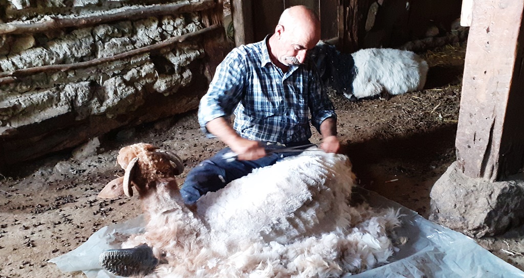 Osmancık’ta Koyunların Güz Kırkımı Başladı