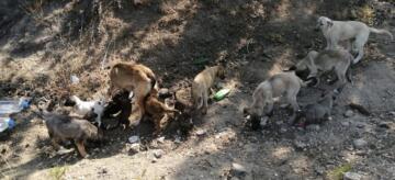 Sokak Köpekleri Doğanlar Köyüne Bırakılıyor
