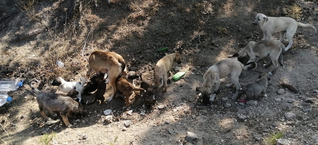Sokak Köpekleri Doğanlar Köyüne Bırakılıyor