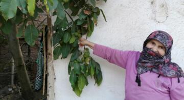 Cevizler Diyarında Hasat Başladı