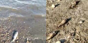 Kargı’da Yüzlerce Balık Kıyıya Vurdu