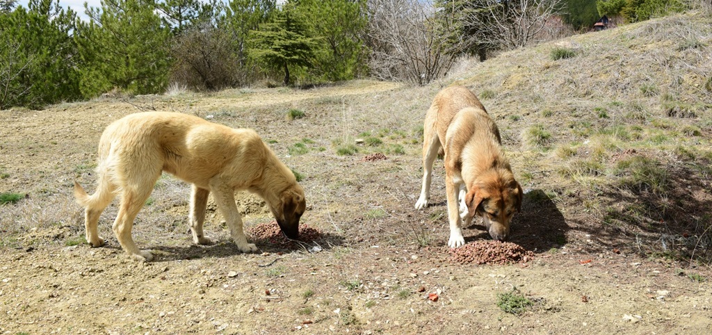 Sokak Hayvanları İçin İş Birliği