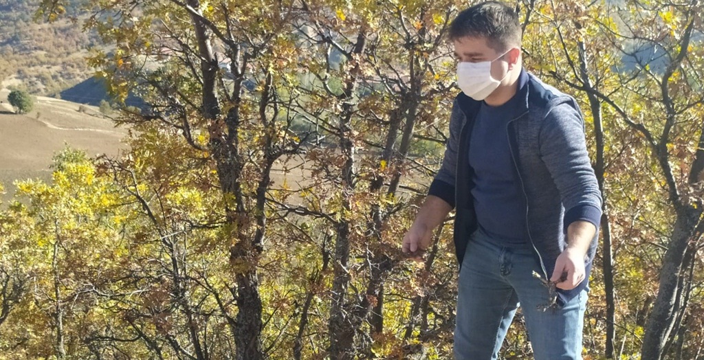 Sungurlu’da Süne Sürvey Çalışmaları Başladı