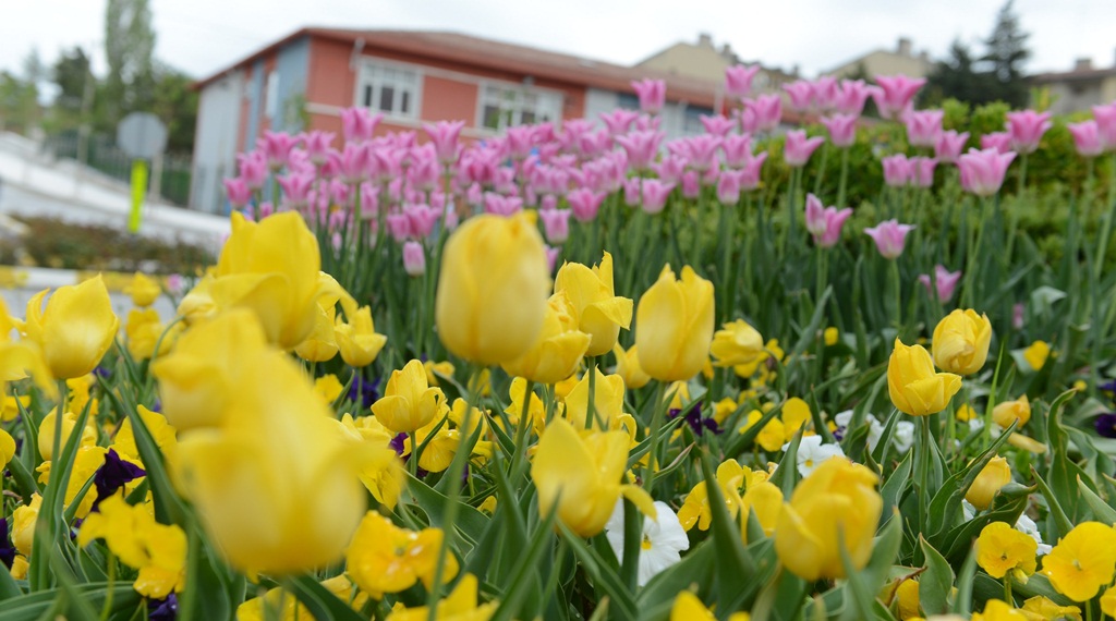 160 Bin Lale ve Sümbül Toprakla Buluşuyor