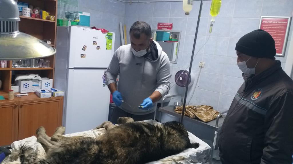 Köpeğin İmdadına Belediye Yetişti