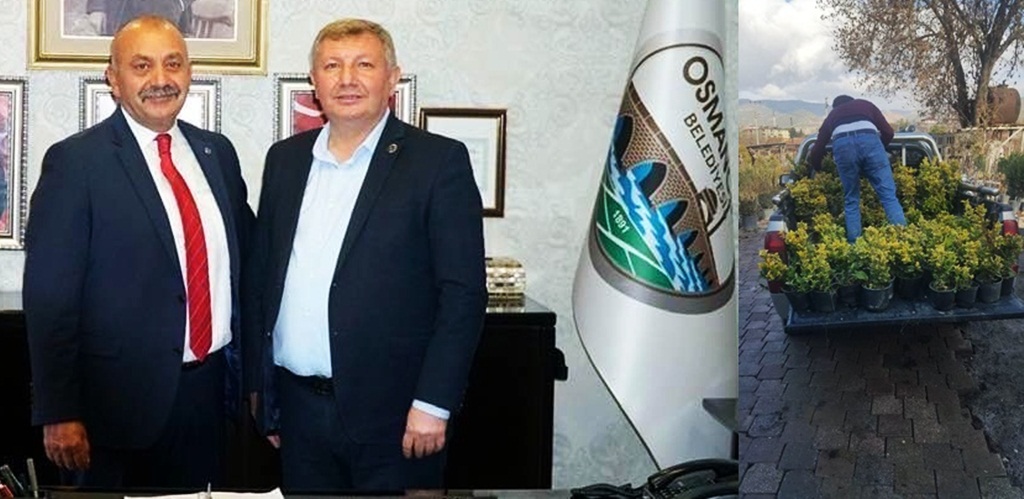 Osmancık’tan Ortaköy’e Taflan Bitkisi !