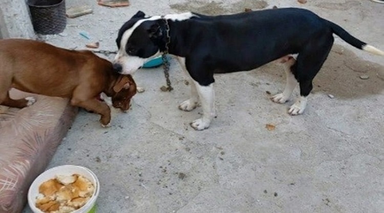 Polisten Pitbull Operasyonu!