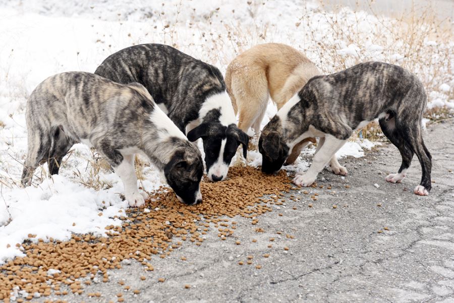 Belediye Sokak Hayvanlarını Unutmuyor