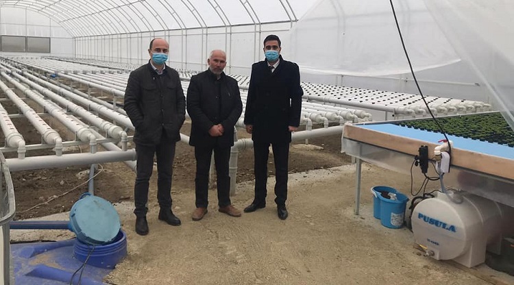 Çorumlu Çiftçi Topraksız Marol Yetiştiriyor