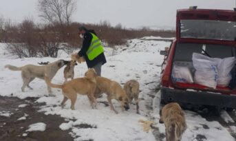 Sokak Hayvanları Unutulmuyor