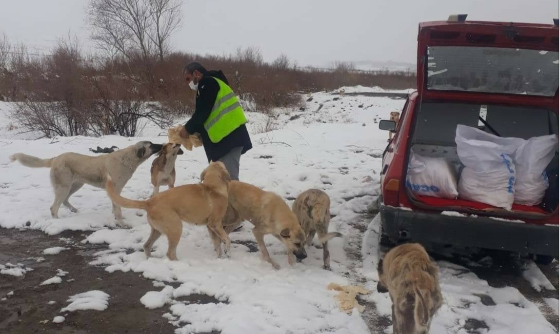 Sokak Hayvanları Unutulmuyor