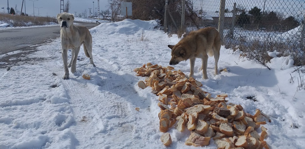 Sıcak Yuvalara Kavuştular