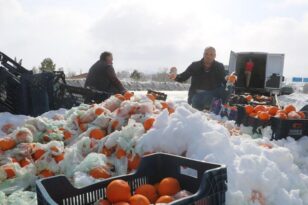 Onlarca Portakal Yola Saçıldı