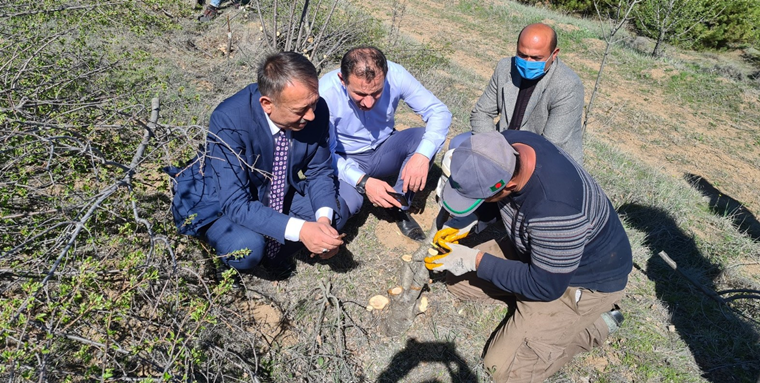 Kayaağzı Köyünde Aşılama Çalışmalarına Başlandı