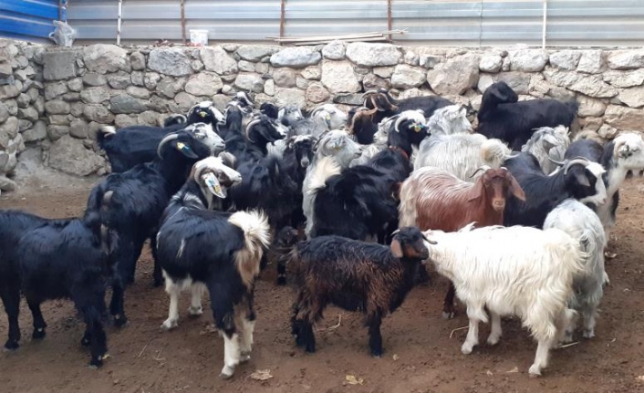 Hayvan Pazarında Çiçek Alarmı