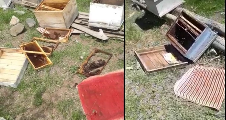 Aç Kalan Ayılar Arı Kovanlarına Saldırdı