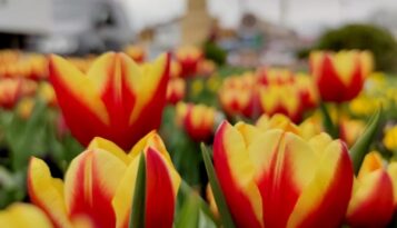 Fotoğraf Yarışmasının Süresi Uzatıldı