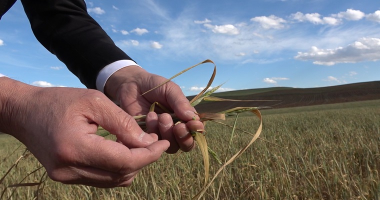 Çorum’da Kuraklık Üretimi Olumsuz Etkiledi