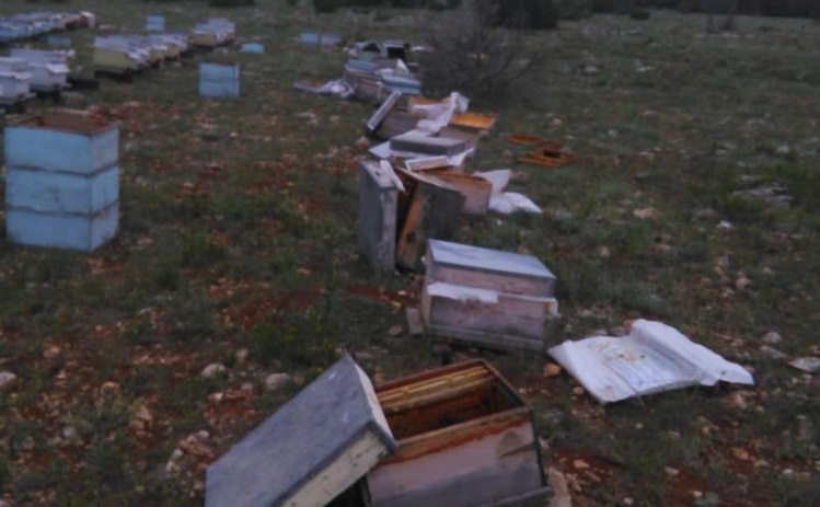 Ayılar Arı Kovanlarına Saldırdı