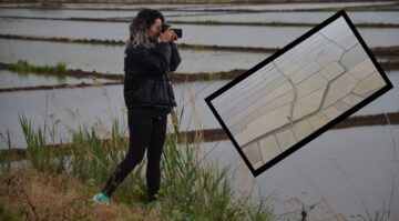 Çeltik Tarlalarının Sofraya Uzanan Yolculuğu Başladı