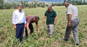 Çorum’da Tarım Alanlarını Dolu Vurdu