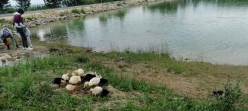 Yeşil Göl’e Ördek Yavruları Bırakıldı
