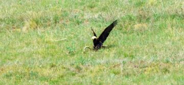 Nesli Azalan Şah Kartalı Çorum’da Görüldü