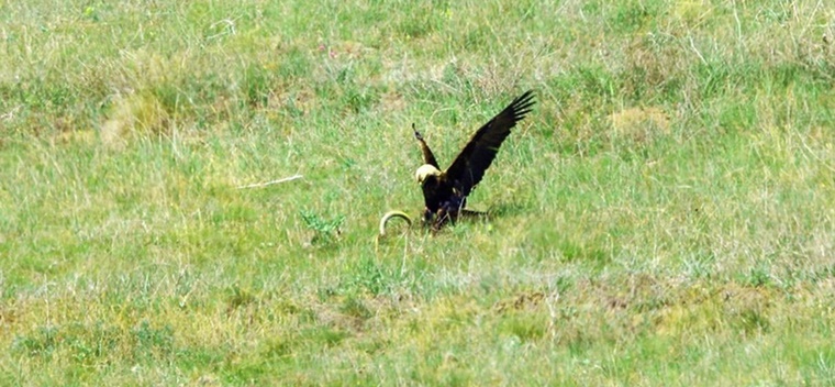 Nesli Azalan Şah Kartalı Çorum’da Görüldü