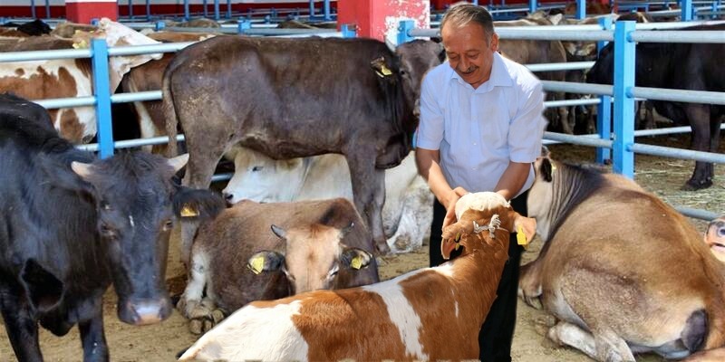 Sarı, Kurbanlık Alacakları Uyardı!