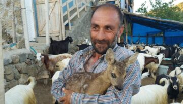 Yavru Karaca’yı Çoban Buldu