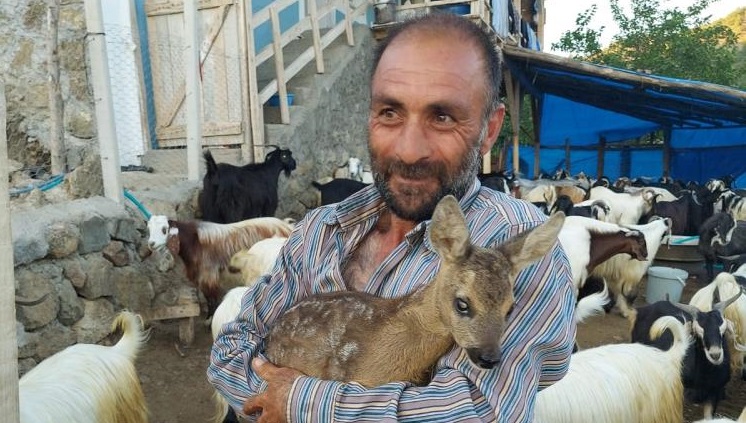 Yavru Karaca’yı Çoban Buldu