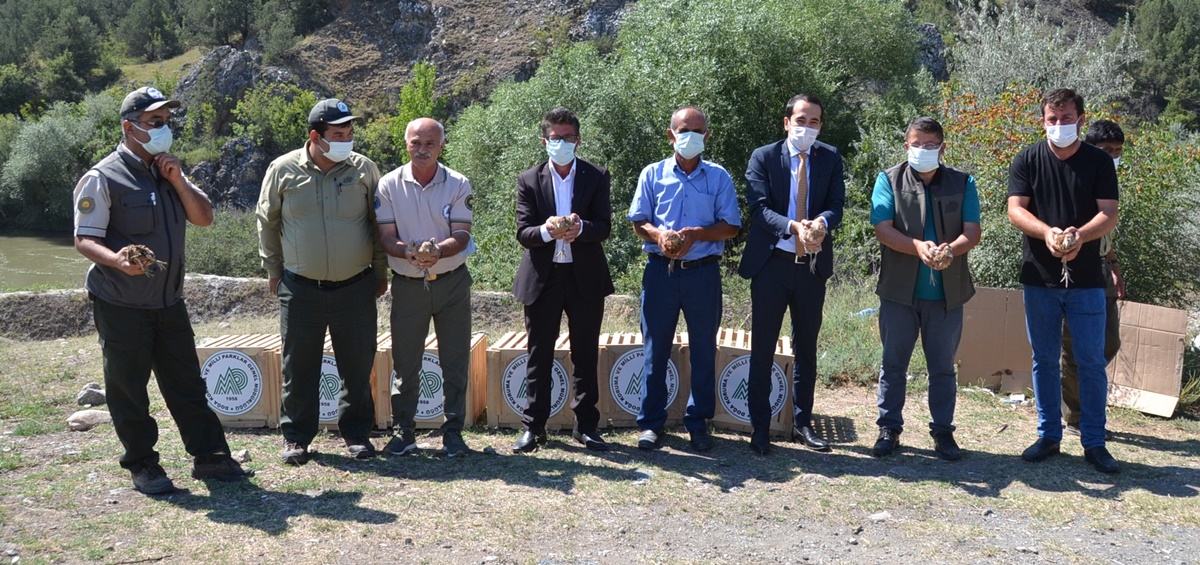 Çorum’da 300 Sülün Doğaya Salındı