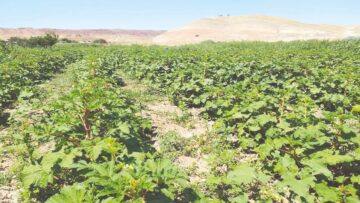 Aydoğan Köyünde Organik Ürün Hasadı Başladı