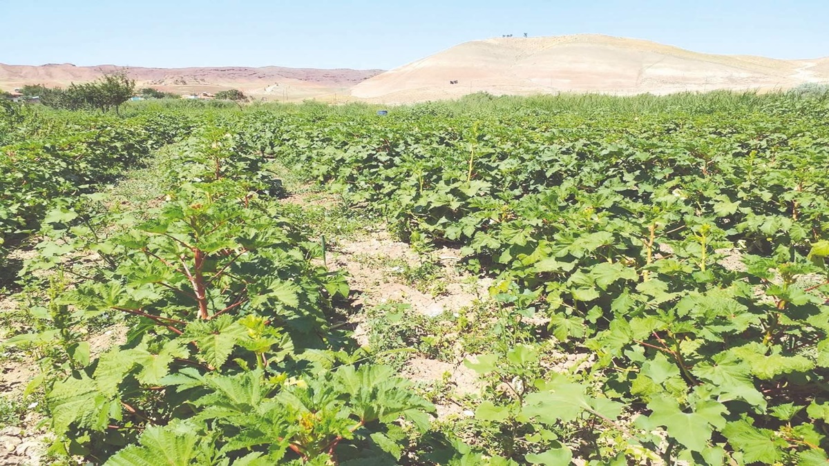 Aydoğan Köyünde Organik Ürün Hasadı Başladı