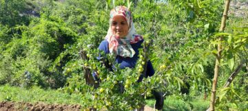 Bu Üzümler Çorum’da Yetişiyor