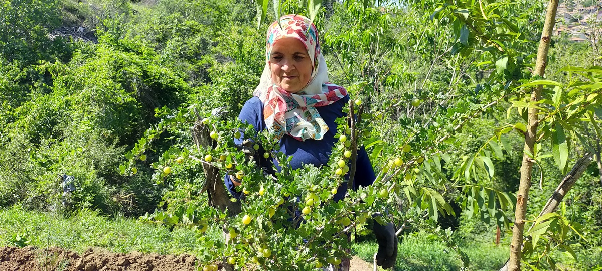 Bu Üzümler Çorum’da Yetişiyor