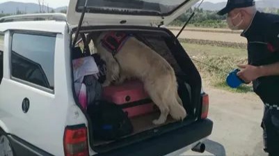 Kargı’da Uyuşturucu Operasyonu!