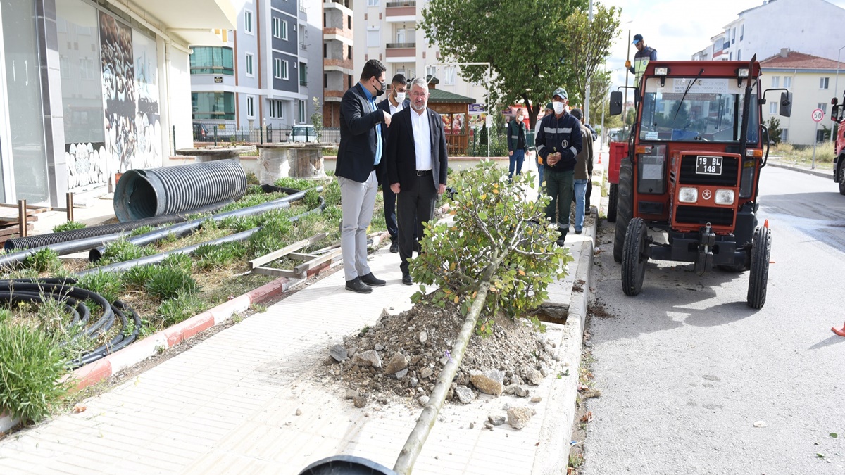 Belediye Ağaçları Toprakla Buluşturuyor