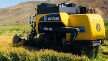 Sungurlu’da Çeltik Hasadı Başladı