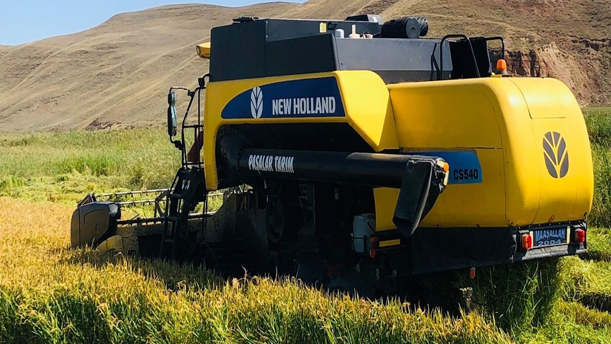 Sungurlu’da Çeltik Hasadı Başladı