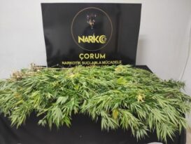 Mecitözü’nde Kenevir Ele Geçirildi