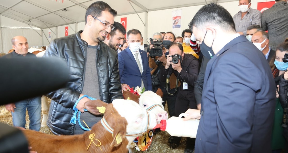 Buzağılara Sütü Bakan İçirdi