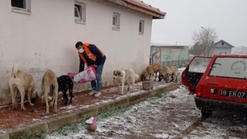 Sungurlu’da Sokak Hayvanları Unutulmadı
