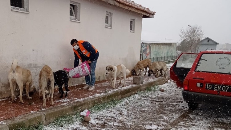 Sungurlu’da Sokak Hayvanları Unutulmadı
