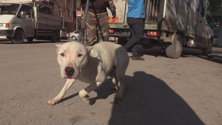 Yasaklı Köpek Okul Çevresinde Dolaşırken Yakalandı
