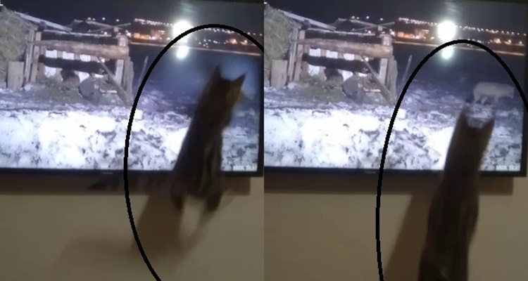 Kedi Kendini Belgesele Kaptırdı