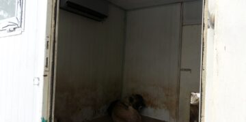 Sokak Hayvanları İçin Klimalı Misafirhane